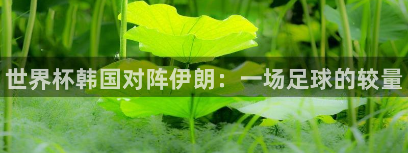 2026世界杯亚洲区预选赛:世界杯韩国对阵伊朗:一场足球的较量